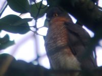 sparrow hawk   gb.JPG