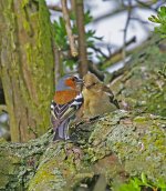 Chaffinch male feeding young female 2 for web upload.jpg