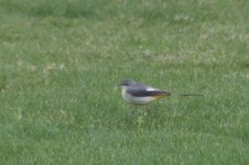 grey wagtail 1st winter mangaf jan 25th (4 of 4).jpg