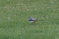 grey wagtail 1st winter mangaf jan 25th (1 of 4).jpg