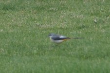 grey wagtail 1st winter mangaf jan 25th (2 of 4).jpg