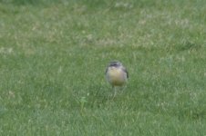 grey wagtail 1st winter mangaf jan 25th (3 of 4).jpg