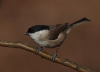 marshtit7.jpg