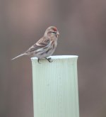 redpoll64.jpg