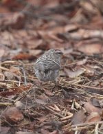 redpoll65.jpg