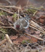 redpoll66.jpg