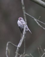 redpoll102.jpg