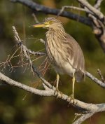 chinese pond heron D7000 kw500mm_DSC2715.jpg