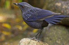 blue whistling thrush D3s kw500mm c_DSC2669.jpg