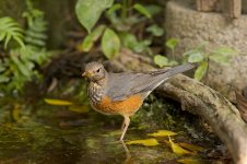 gb thrush male imm D3s kw500mm_DSC2337.jpg