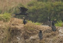 great cormorant flight D3s kw850mm_DSC3550.jpg