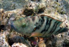 Broomtail Wrasse (9) small copy.jpg