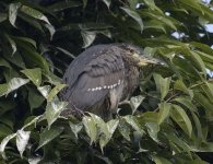 bc night heron juv G1_1940663.jpg