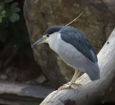 bc night heron G1 c_1940634.jpg