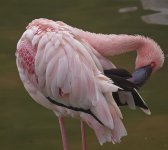 flamingo captive G1 c_1940592.jpg