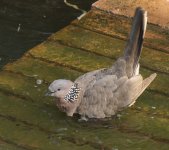 spotted dove water G1_1940694.jpg