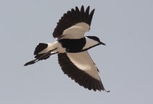 Spur-winged Plover, Nabq, 22 March (20) small copy.jpg