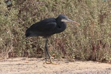 Western Reef Heron (20) copy.jpg