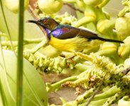 Sunbird Brown Throated 1.jpg