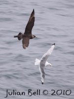 Pomarine_Skua_0070_e.jpg