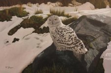 Snowy Owl.JPG