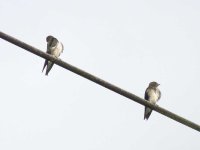 Southern Rough-winged Swallow - Chagres River, Panama.jpg