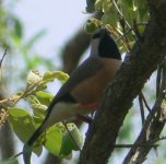 Black-throated Finch.JPG