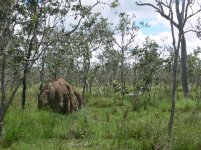 Termite mound.JPG