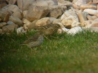pipit and medow pipit.jpg