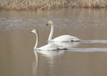 Whooper Swans.jpg