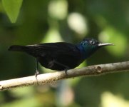 Pemba Sunbird, Pemba, Jan 2011.jpg