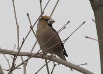 Hawfinch.jpg