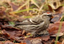 mealyredpoll@derwentcp1.jpg