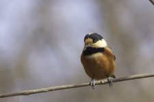 2011-02-09 Varied Tit.jpg