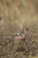 2011-02-09 Long-tailed Rosefinch portrait.jpg