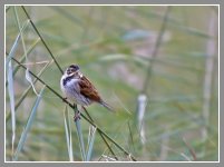 Reed Bunting.jpg