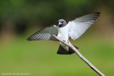 JAY_7744 White-breasted Wood-Swallow.jpg