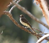 Miami Flycatcher.jpg