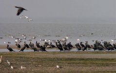 great cormorants birds mudflats P6000 kwzm60x DSCN6040.jpg