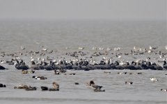 great cormorants mudflats D7000 kw850mm_DSC3891.jpg