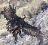 demon eagle.jpg