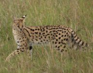 Serval Masai Mara Dec 2010.jpg