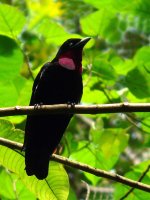 Purple-throated Fruitcrow - Plantation Trail, Panama - copyright by Blake Maybank.jpg