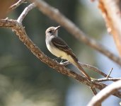 Miami Flycatcher-2.jpg