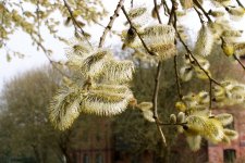 Pussy willow.jpg