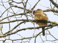 Barred Puffbird with snake - Jordanal - copyright by Blake Maybank.jpg