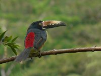 Collared Aracari - Canopy Lodge, Panama - copyright by Blake Maybank.jpg