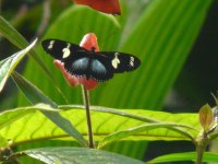 Sara Longwing (Heliconia sara magdalena) -  Jordanal - copyright by Blake Maybank.jpg