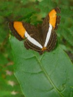 Cytherea Sister (Adelpha cytherea daguana) - Jordanal - copyright by Blake Maybank.jpg