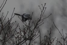 greatgreyshrike1.jpg